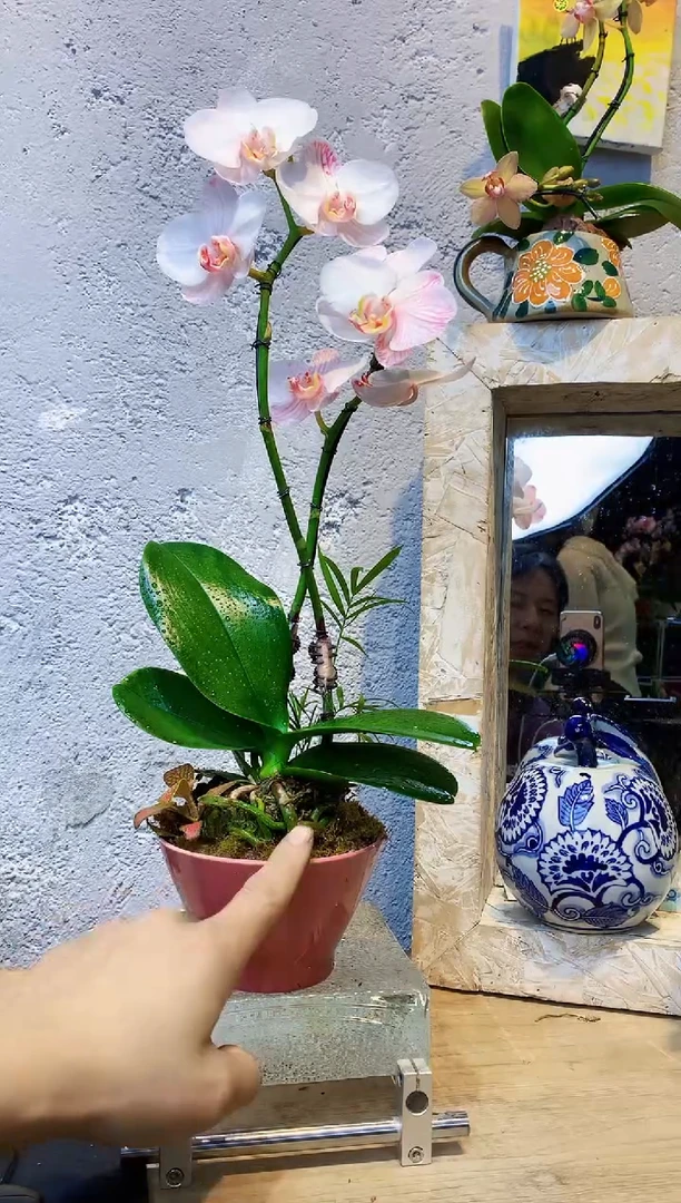 大部分花苞少量开放7小众蝴蝶兰艺术盆景一物一拍