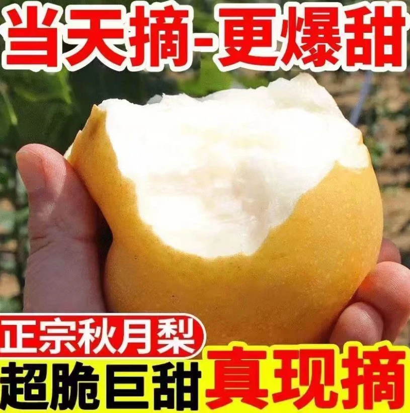 正宗莱阳秋月梨新鲜当季水果薄皮脆甜多汁梨子