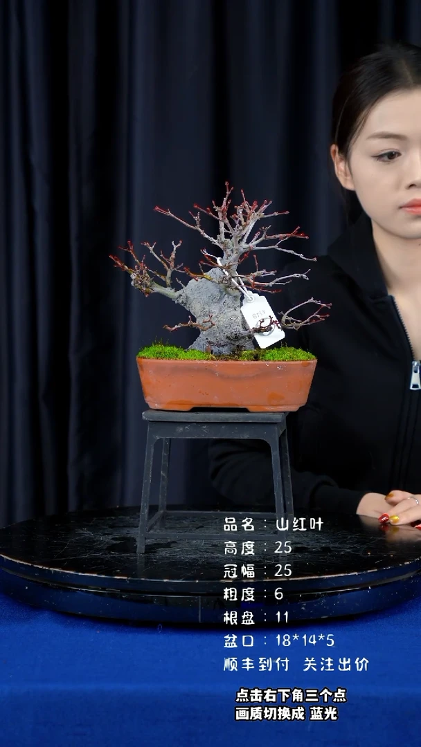 【闪购商品】山红叶日本