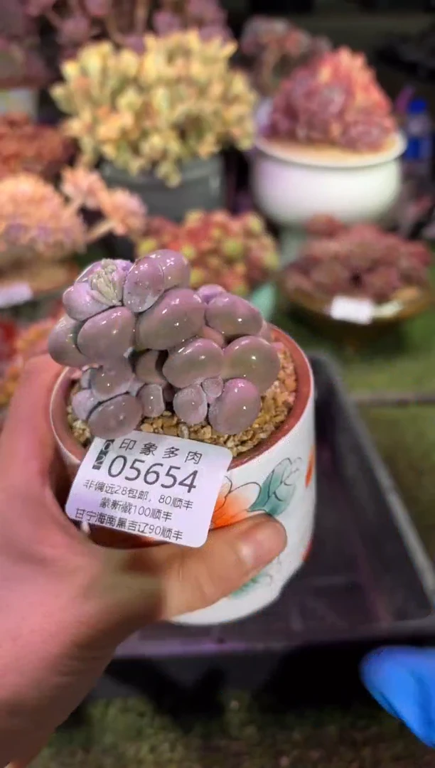 【闪购商品】05654