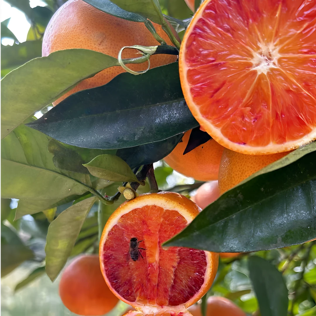 【金石井玫瑰血橙】大山农家甜橙新鲜采摘自然成熟爆甜多汁产地直发