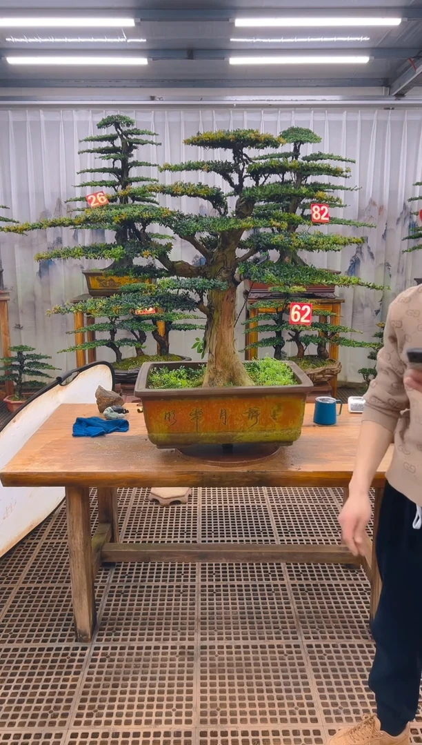 无花朵勇*精品盆景直播间一物一拍