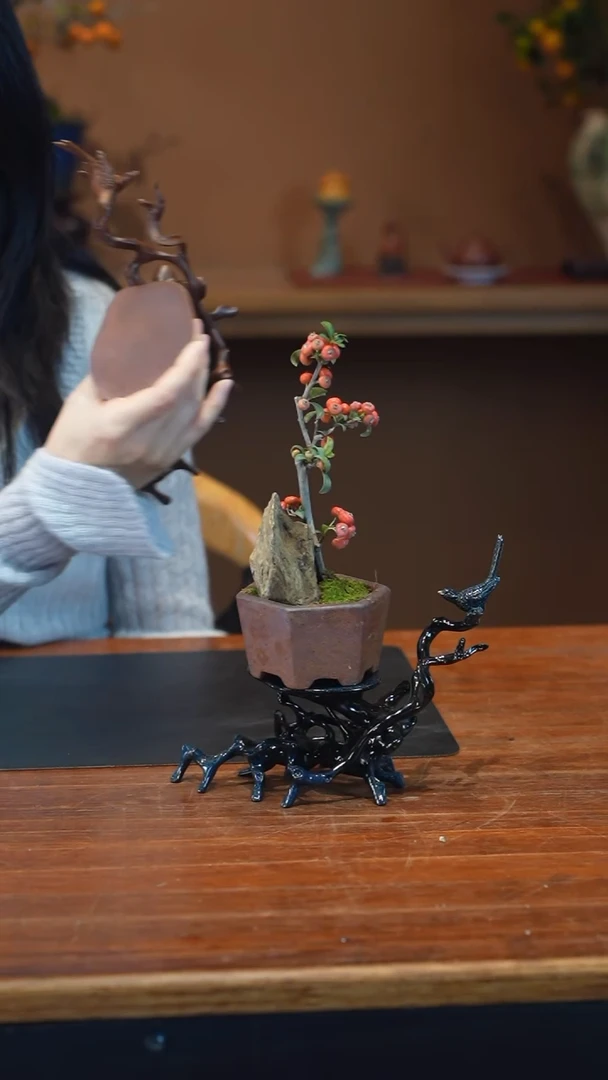 全部花朵火棘盆景盆景盆景