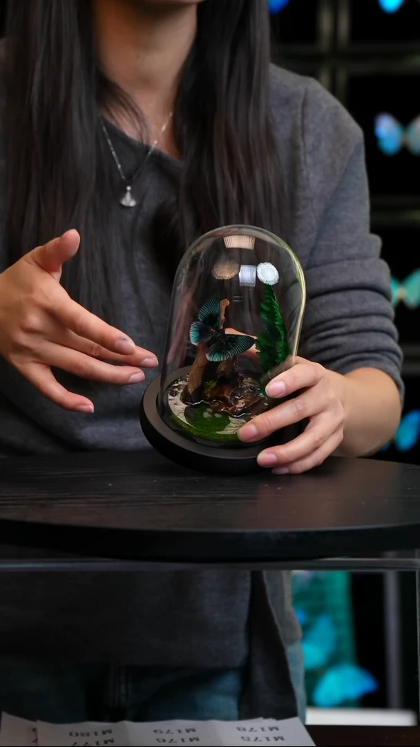 蝴蝶标本摆件竞拍M166