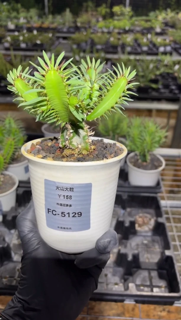 火山大戟FC-5129