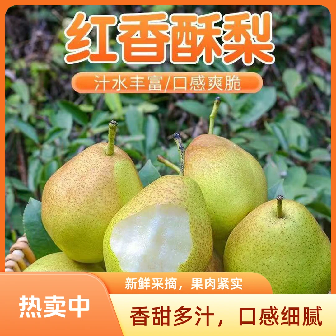 蓟县盘山红香酥梨京津冀次日达脆甜多汁梨水果天津市
