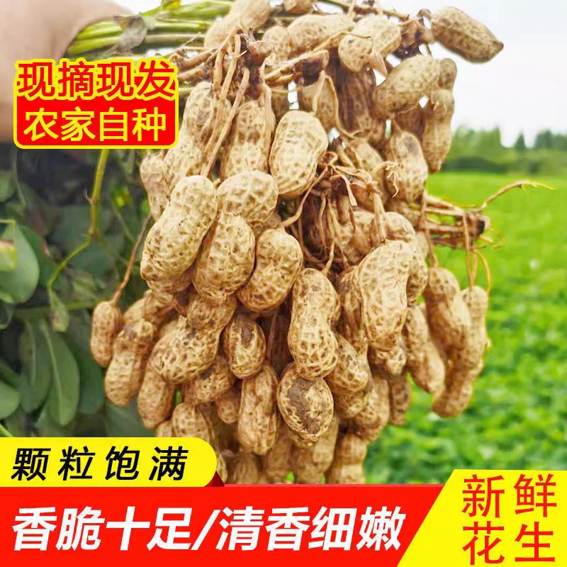 2025年新鲜现挖云南红皮花生略带泥土现挖现发