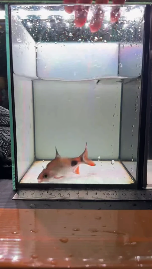 海水鱼叹斑11111