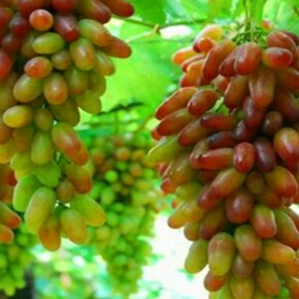 新疆吐鲁番红马奶子葡萄苗直发包邮1年苗新疆直发