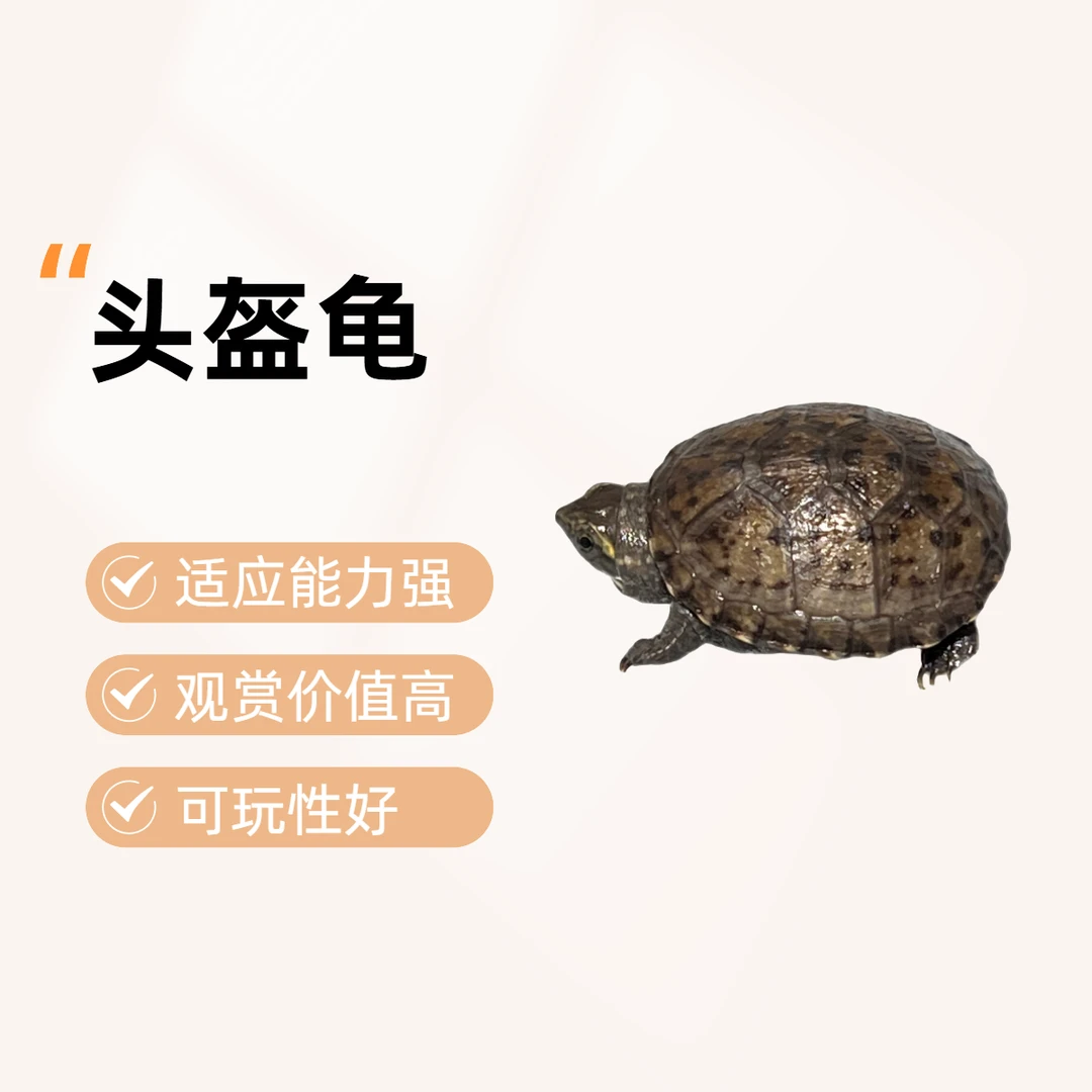 【直播挑选】头盔苗观赏龟蛋龟宠物龟可饲养龟苗