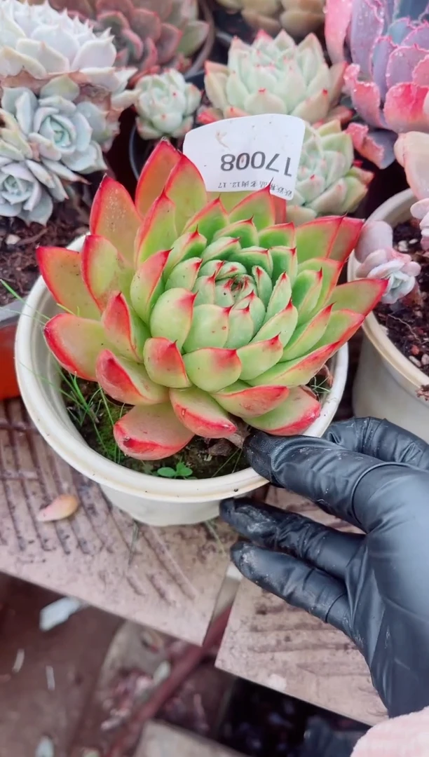 小****收跃跃精品多肉17008