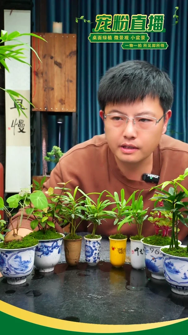 无花朵小*苔藓微景观962号