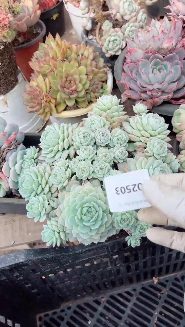 【闪购商品】02503