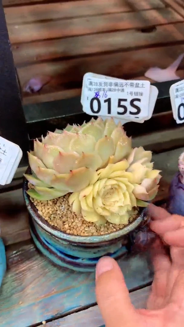 015S昂斯诺锦（一物一拍实付满28发货，默认不带盆土）