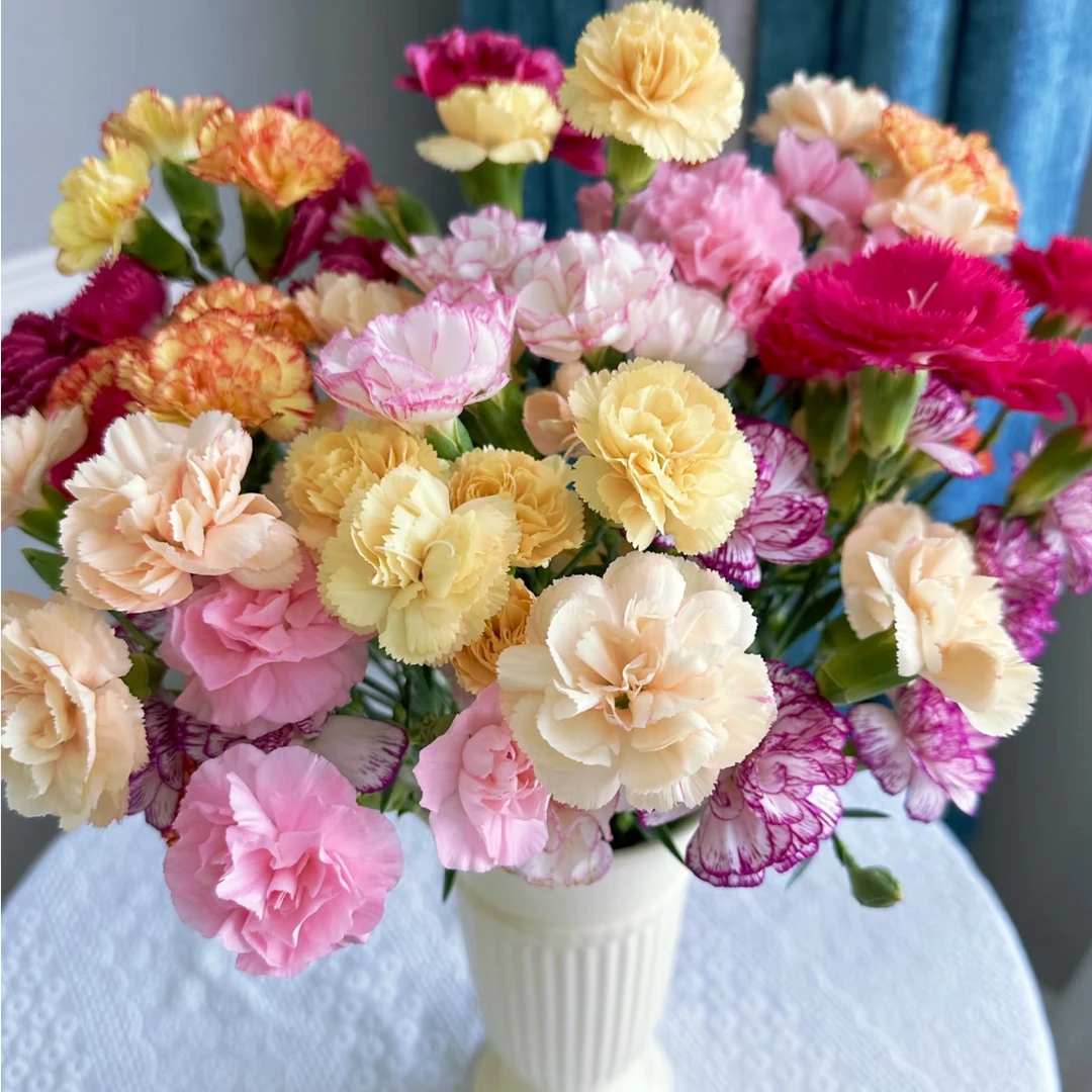 【源头优选老六】多丁康乃馨-任意2单升级快递  发货后不支持退款