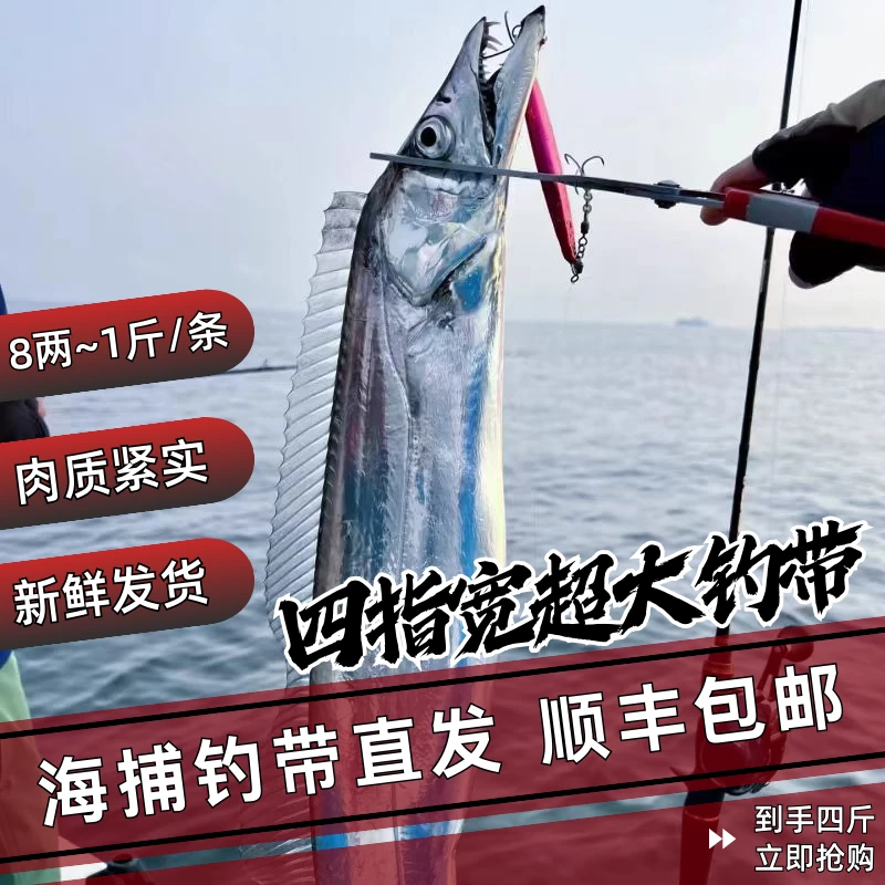 2鱼王8两~1斤/条 青岛海钓大带鱼 新鲜黑眼 现钓带鱼 净重4斤顺丰