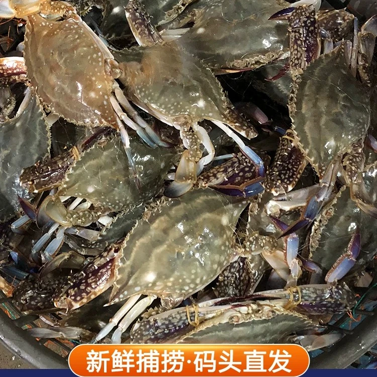 【保鲜不保活】公梭子蟹3斤3-4两7-11只液氮锁鲜顺丰冷链包邮多米海鲜梭子蟹同城