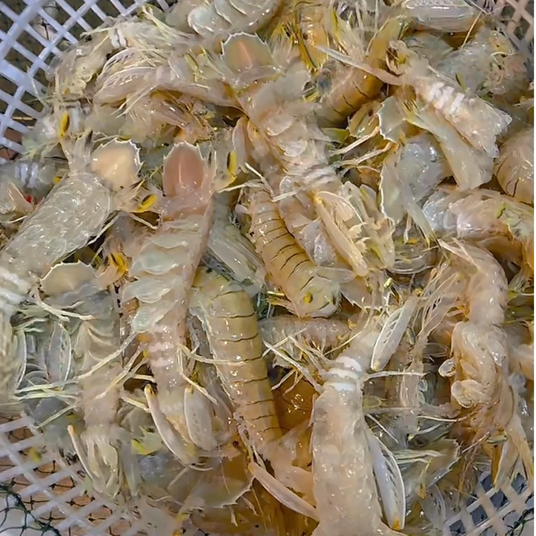 野生带膏皮皮虾姑娘 鲜嫩虾姑新鲜虾爬子濑尿虾鲜活水产