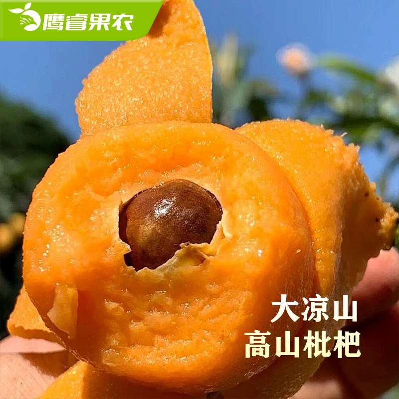 【鹰睿果农】五星枇杷四川枇杷大凉山高山应季鲜果顺丰直发网红水果