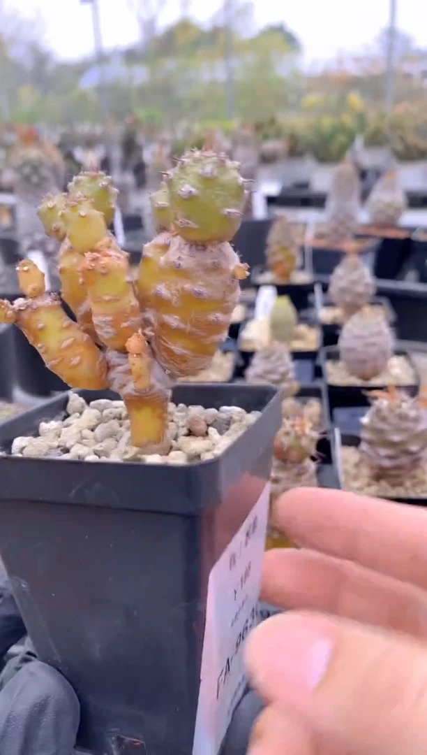 【闪购商品】瓶干麒麟FA-9630