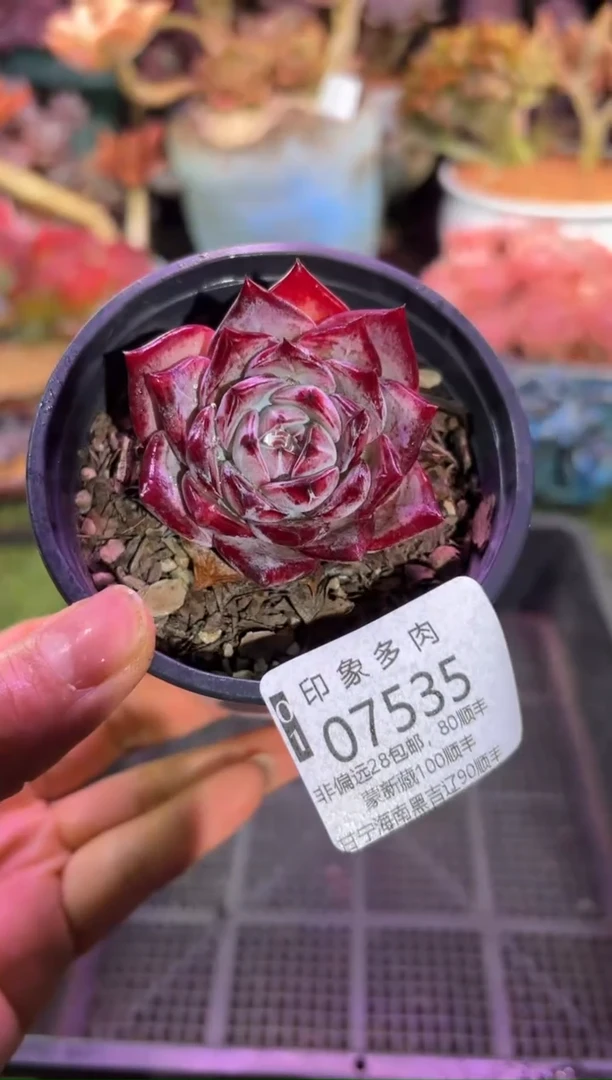 【闪购商品】07535