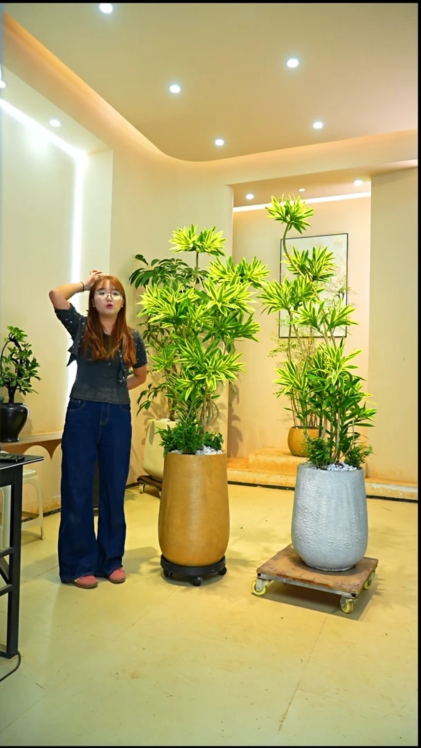 不开花植物?一物一拍落地款百合竹