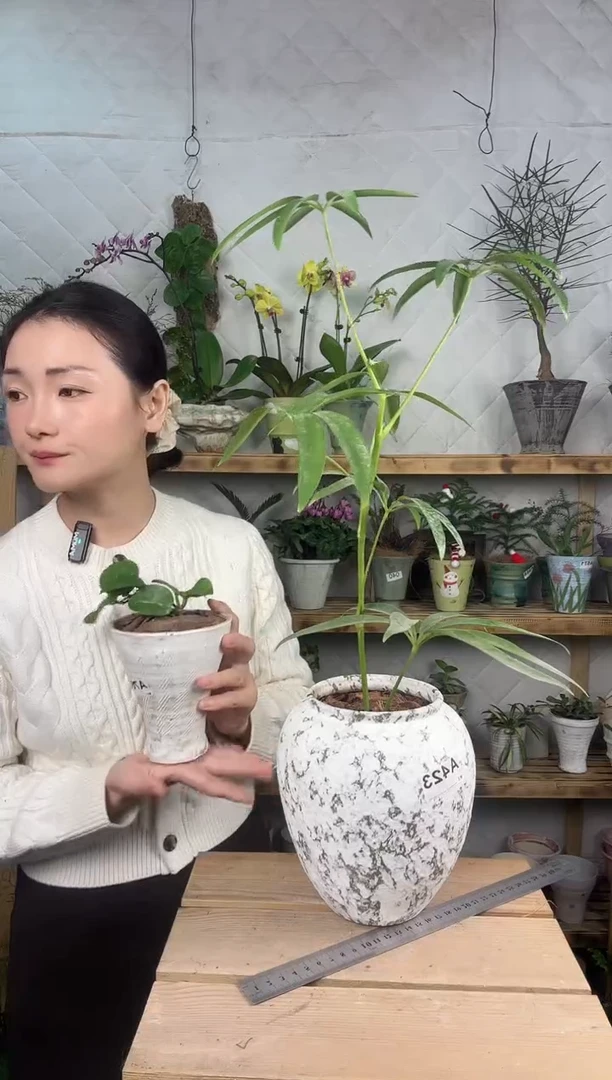 无花朵夏威夷鹅掌柴加盆一套423