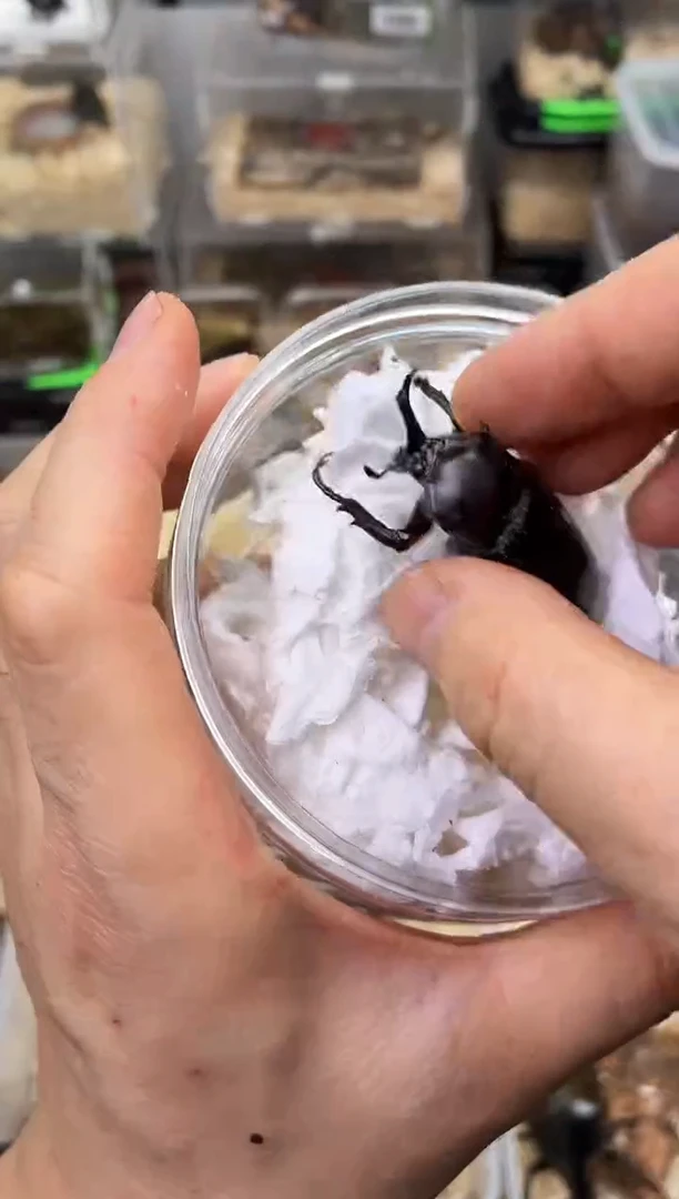 迷你个体独角仙公成虫一只+母虫一只