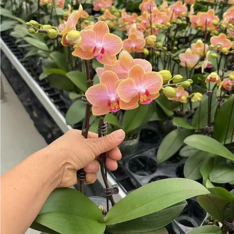 花悦里【香水玲珑】双花剑蜡质花 室内花花  广州基地发