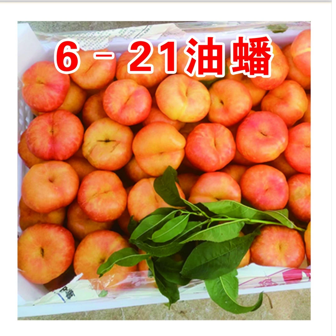 6-21油蟠一年生种子