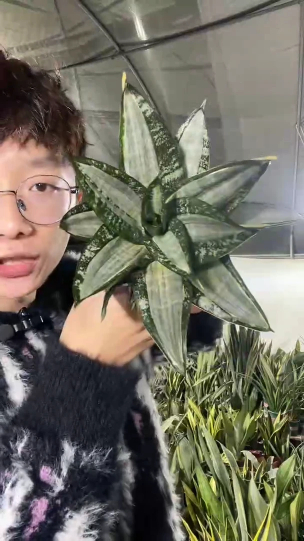 白玫瑰带盆土18.8