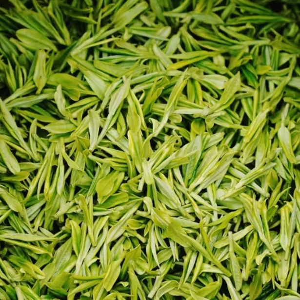 安吉母本极白新茶兰花香绿茶