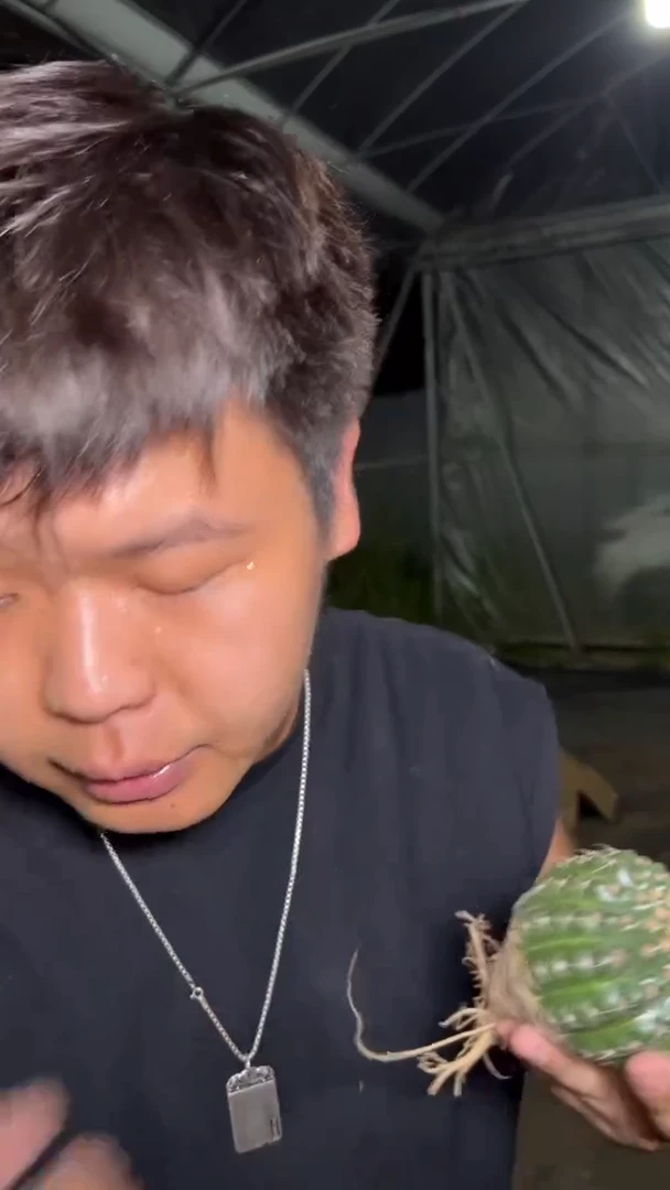 2颗 单头 实生根 眩美玉