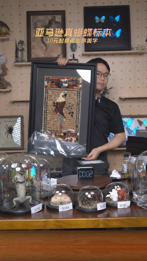 有机玻璃蝶翅画标本D204