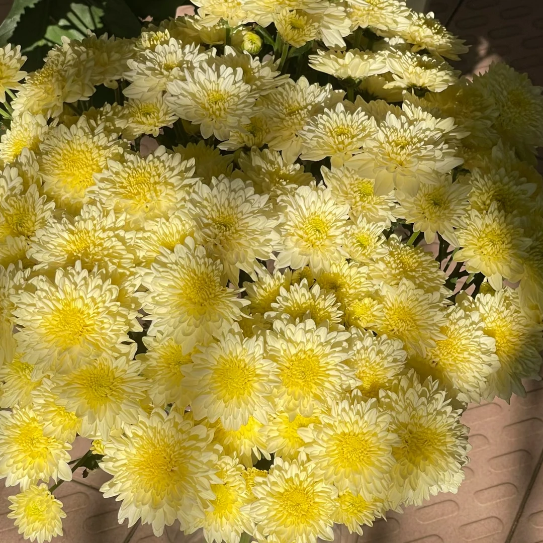 【小菊—柠檬冰沙】A级一单顺丰包邮山东基地基地发货