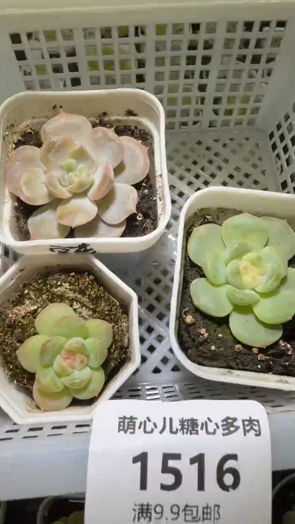 1516 多肉植物多肉植物