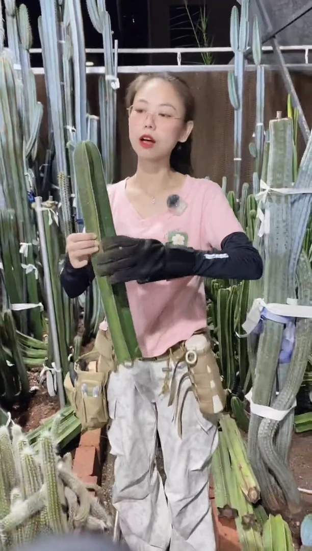 白云阁现砍50公分量拍
