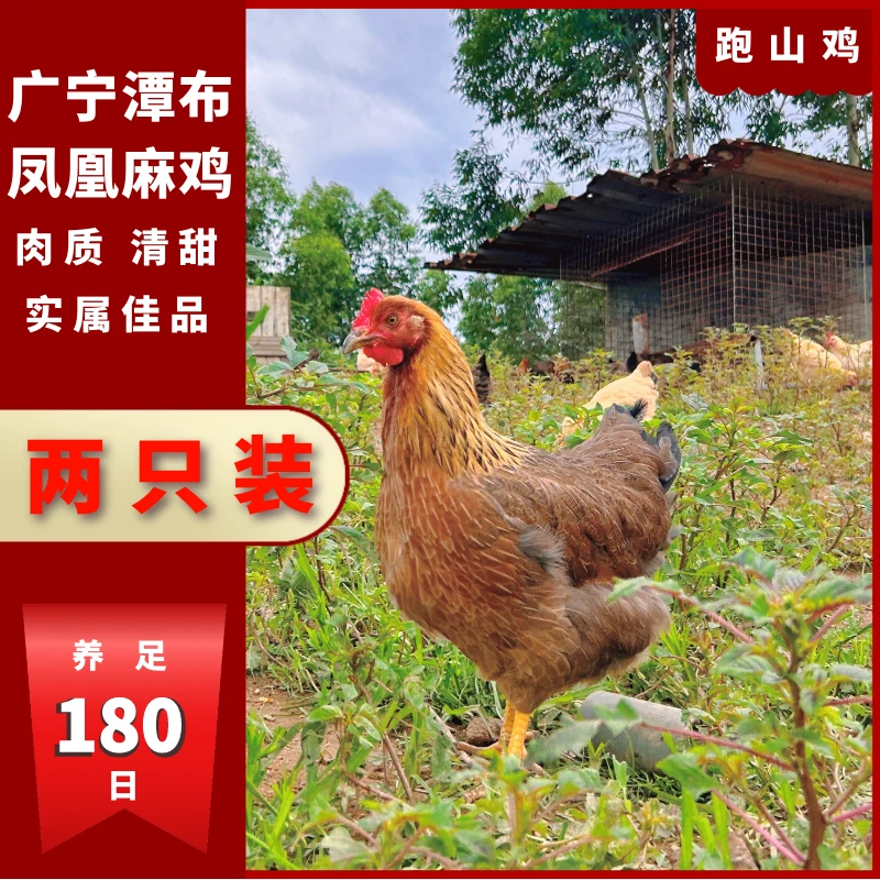 【珠三角活发】 广宁高山凤凰麻鸡 散养180天 两只装（7-7.5斤）