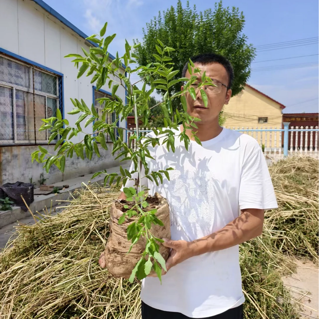 花冠 油蟠脆枣 盆栽 地栽 发财树 南北方