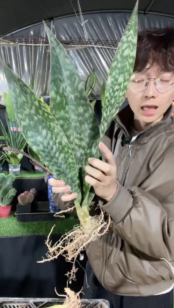 【闪购商品】2叶嘉宝虎皮兰裸根19.9