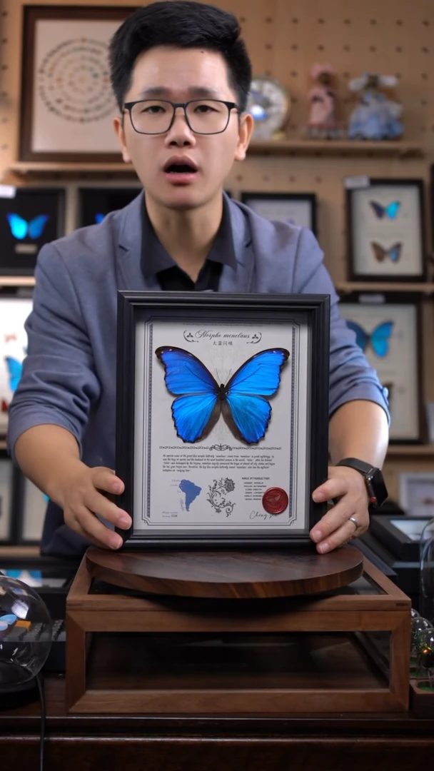 大蓝闪蝶豪华版10寸欧式框（带证书）