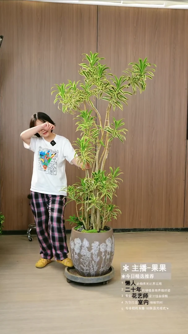 无花朵落地款金边百合竹栽好一整套