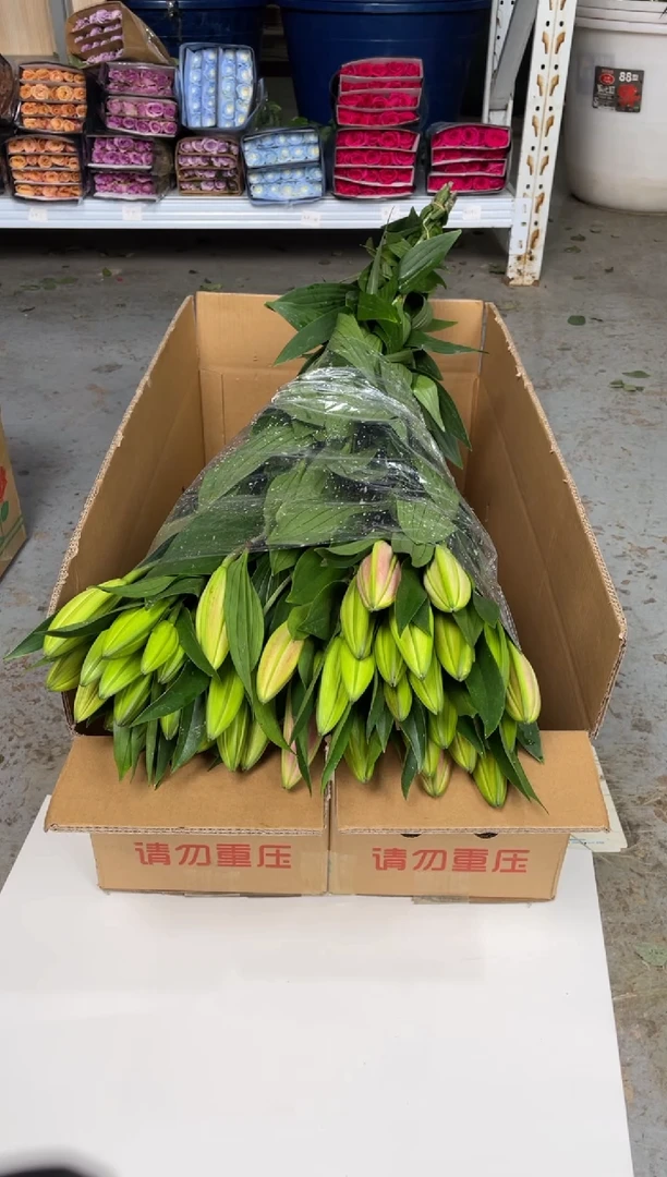 双头西诺红百合2扎（20枝）