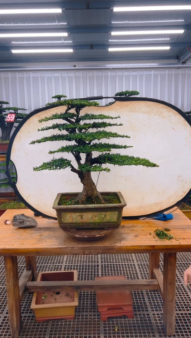精品盆景直播间一物一拍