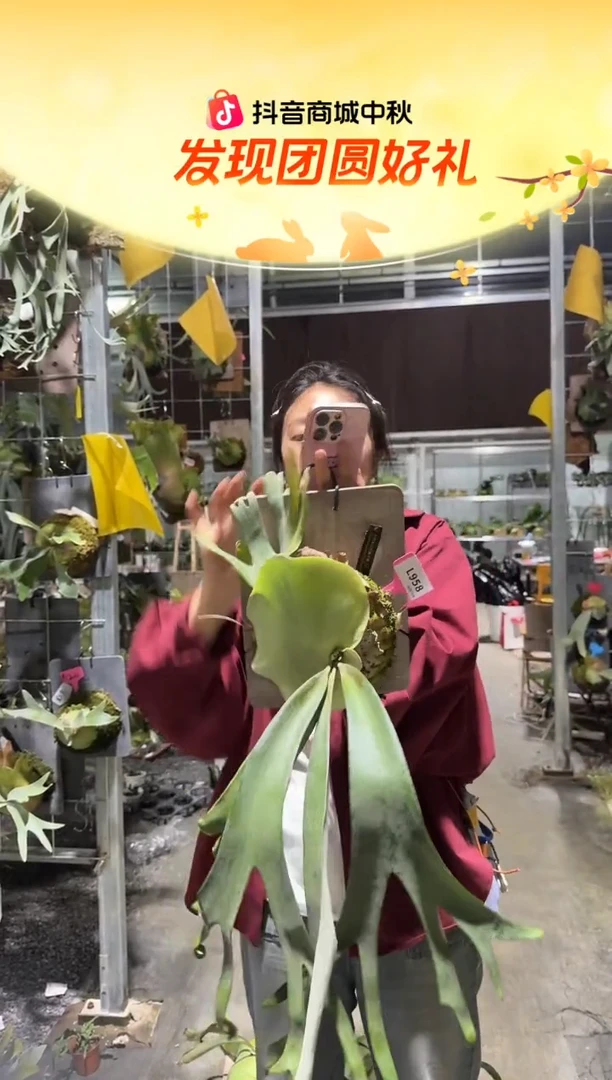 不开花植物L958-火烈鸟爪哇侧芽（叶片微瑕）