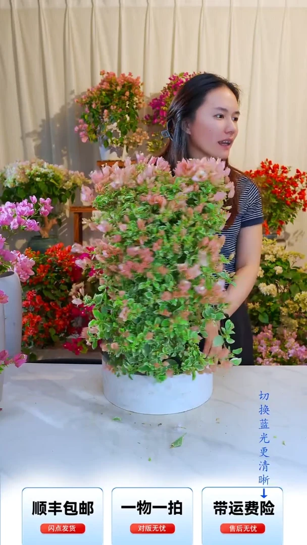大部分开放少量花苞少女心