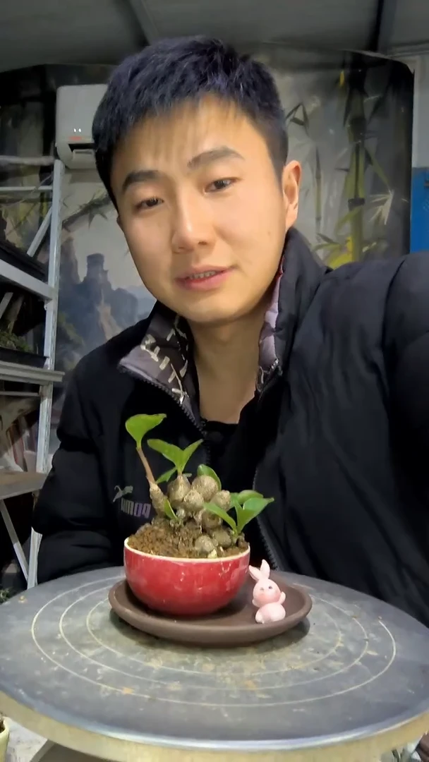 迪****了中青园艺一物一拍花455