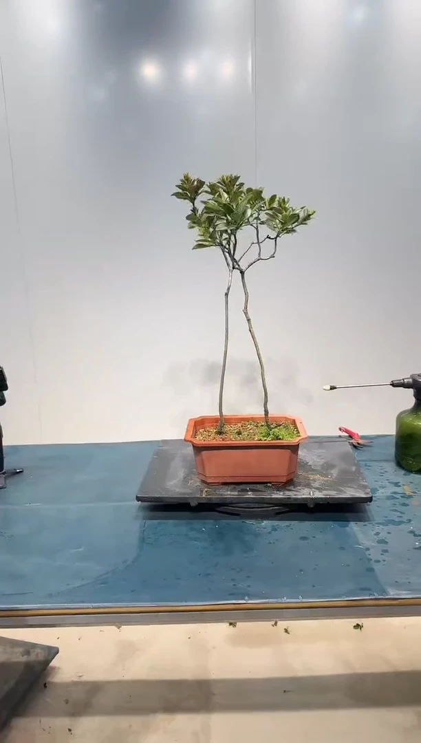 无花朵海岛春花海岛春花