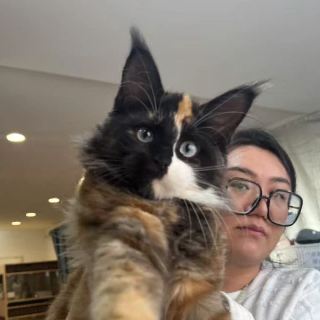 来了姊妹-三花蓝眼缅因猫 妹妹 66