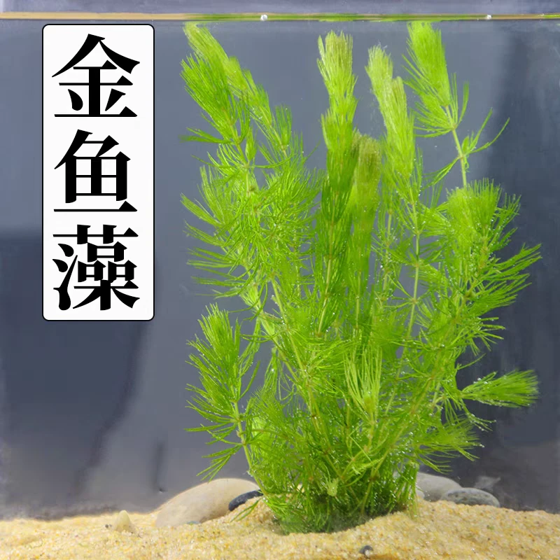 金鱼藻绿菊鱼缸水草净化水质绿羽毛真草造景增氧耐活适合新手